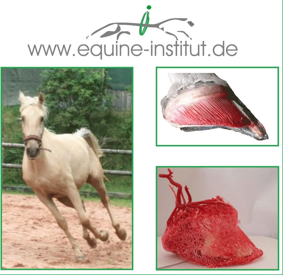 Hufkurs Grafschaft Birresdorf